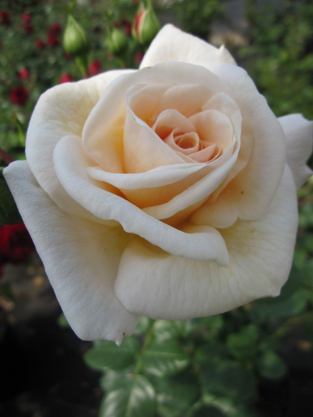 Rosa Spectacular Palace